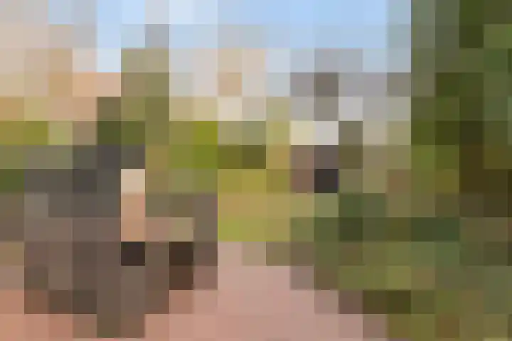 Zevenblad 33 Borne thumbnail 22