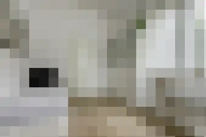 Zevendreef 3126 Wijchen thumbnail 20