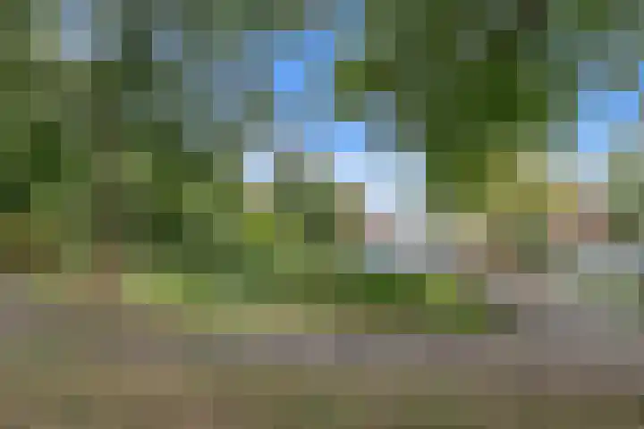 Zevengetijdeklaver 17 Rotterdam thumbnail 5