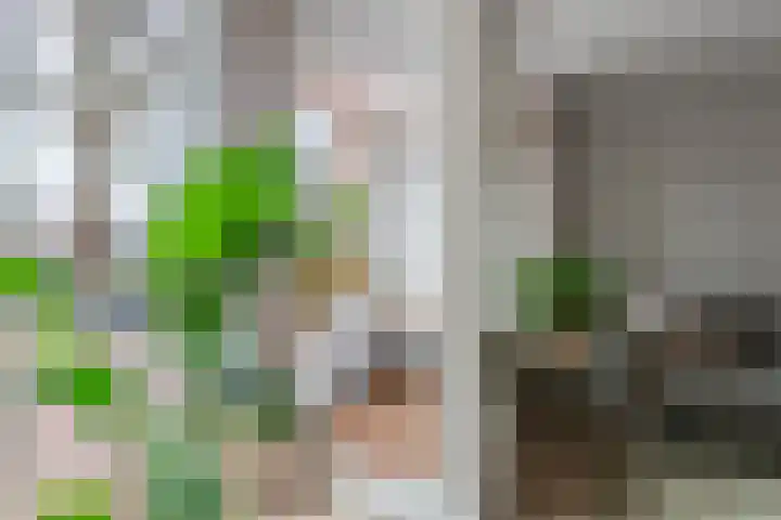 Zevenhuizen 16 Alkmaar thumbnail 6