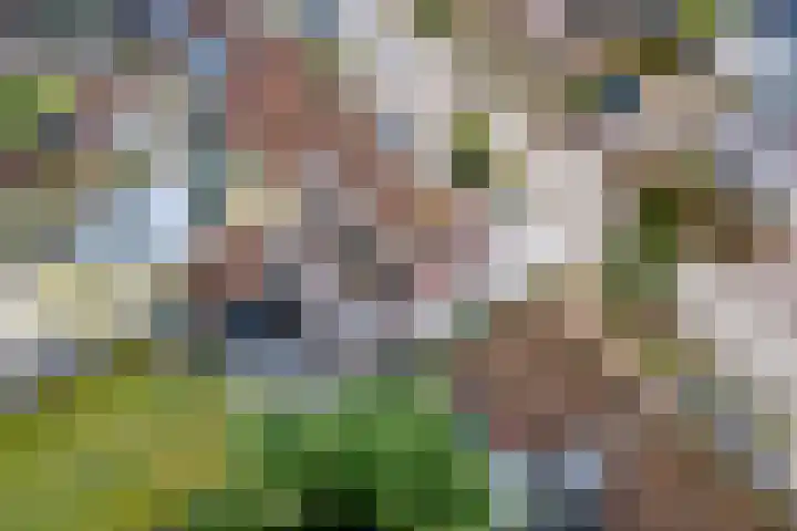 Zevenmorgen 13 Ingen thumbnail 49