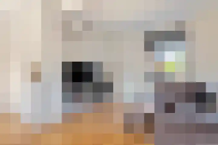 Zevenmorgen 19 Ingen thumbnail 6