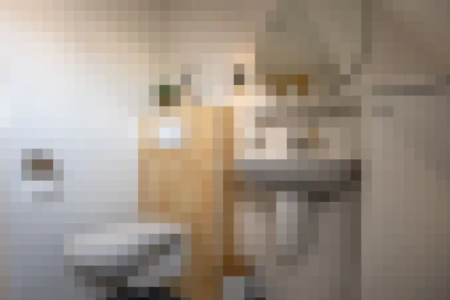 Zichtheugte 36 Assen thumbnail 19