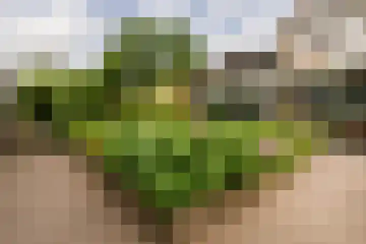 Zichtweg 52 Nieuw-Vennep thumbnail 48