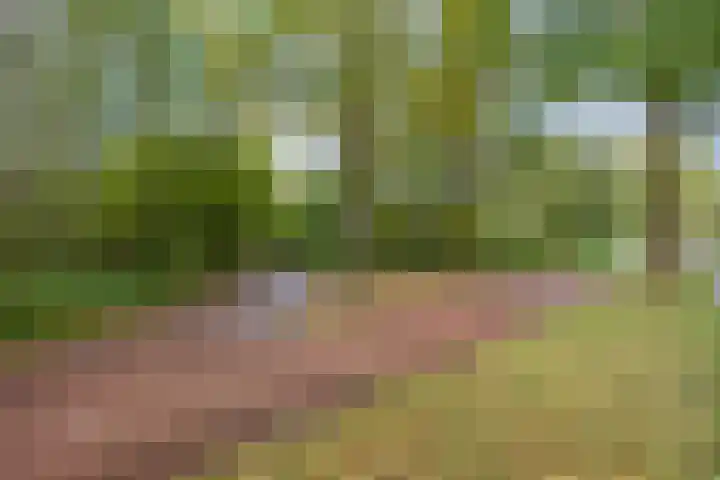 Ziggenstraat 8 Geldrop thumbnail 37