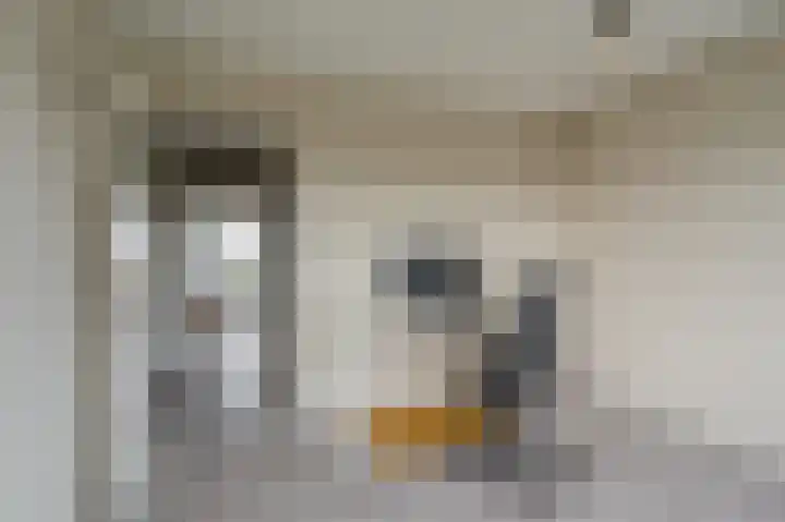 Zigzagoven 55 Delfzijl thumbnail 29