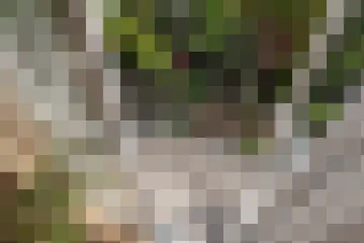 Zijdelaan 32 A Den Haag thumbnail 9