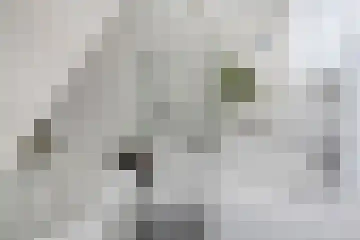 Zijdemos 6 Veenendaal thumbnail 31