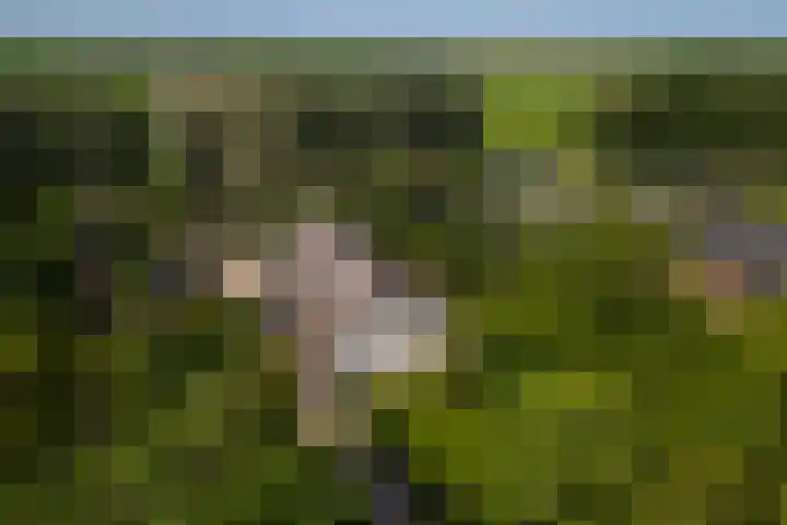 Zijderveldselaan 84 a Zijderveld thumbnail 42