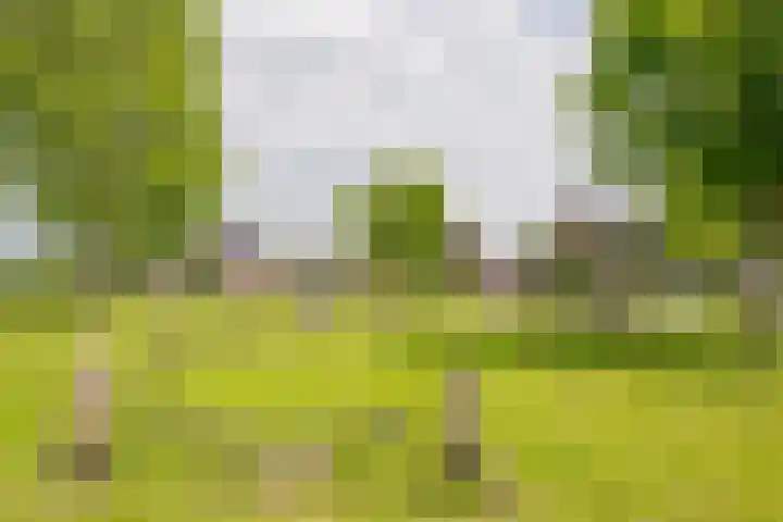 Zijdevlinder 94 Nijkerk thumbnail 35