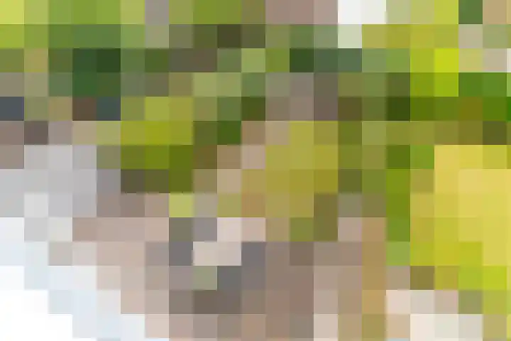 Zijllaan 20 Wassenaar thumbnail 18