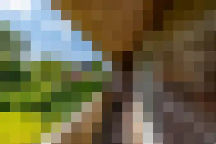 Zijlvestweg 2 Schouwerzijl thumbnail 29