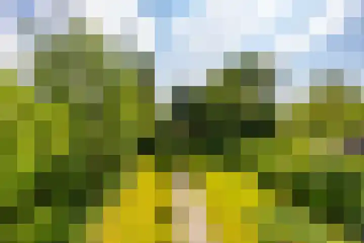 Zijlvestweg 2 Schouwerzijl thumbnail 30