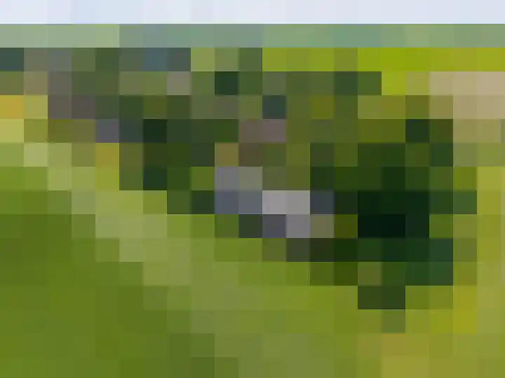 Zijlvestweg 2 Schouwerzijl thumbnail 51