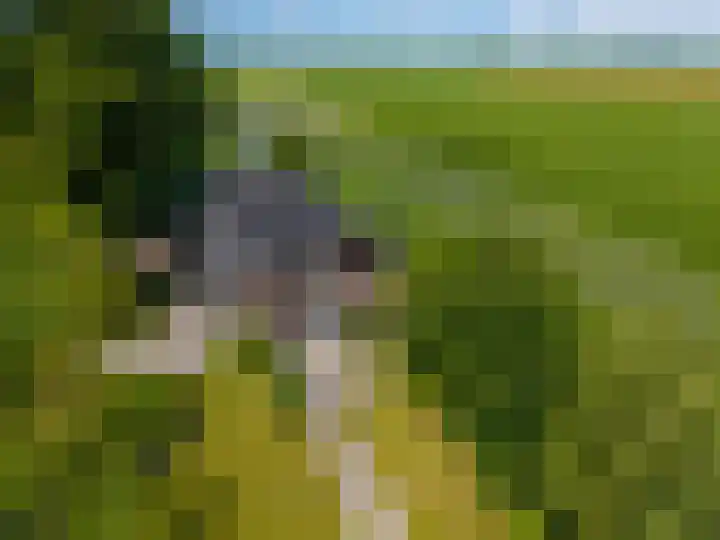 Zijlvestweg 2 Schouwerzijl thumbnail 53
