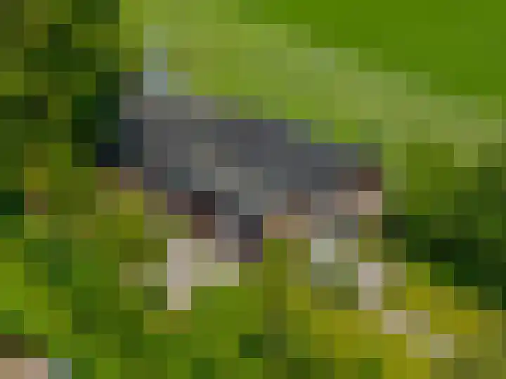Zijlvestweg 2 Schouwerzijl thumbnail 55