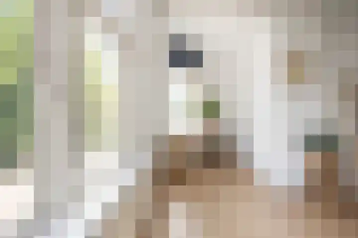 Zijlweg 20 Overveen thumbnail 6