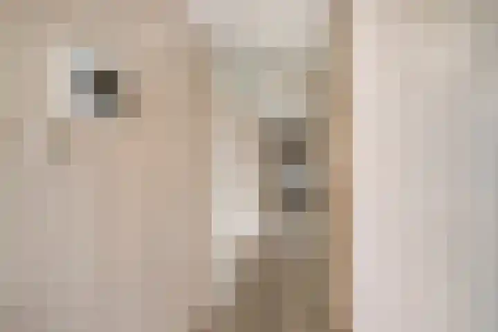 Zijpe 140 Zwolle thumbnail 7