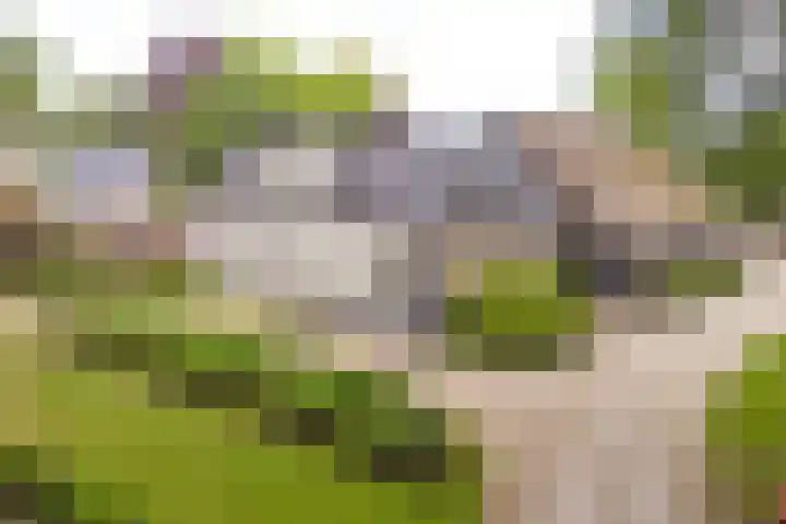 Zijtak OZ 130 Nieuw-Amsterdam thumbnail 5
