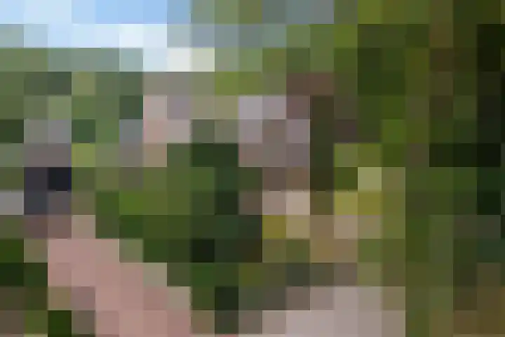 Zijtak OZ 64 Nieuw-Amsterdam thumbnail 39