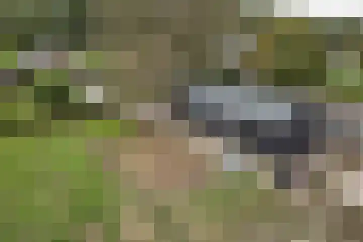 Zijweg Dungen 12 Schijndel thumbnail 28