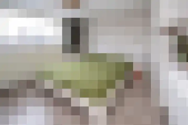 Zilverakkerweg 60 Dieren thumbnail 8
