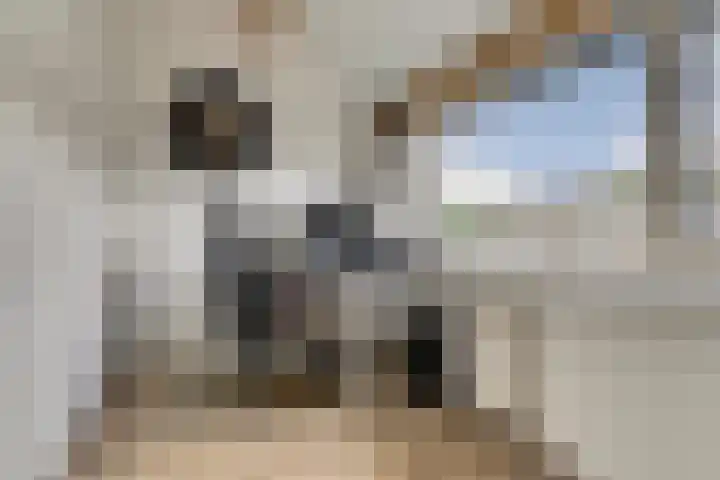 Zilverakkerweg 61 Dieren thumbnail 19