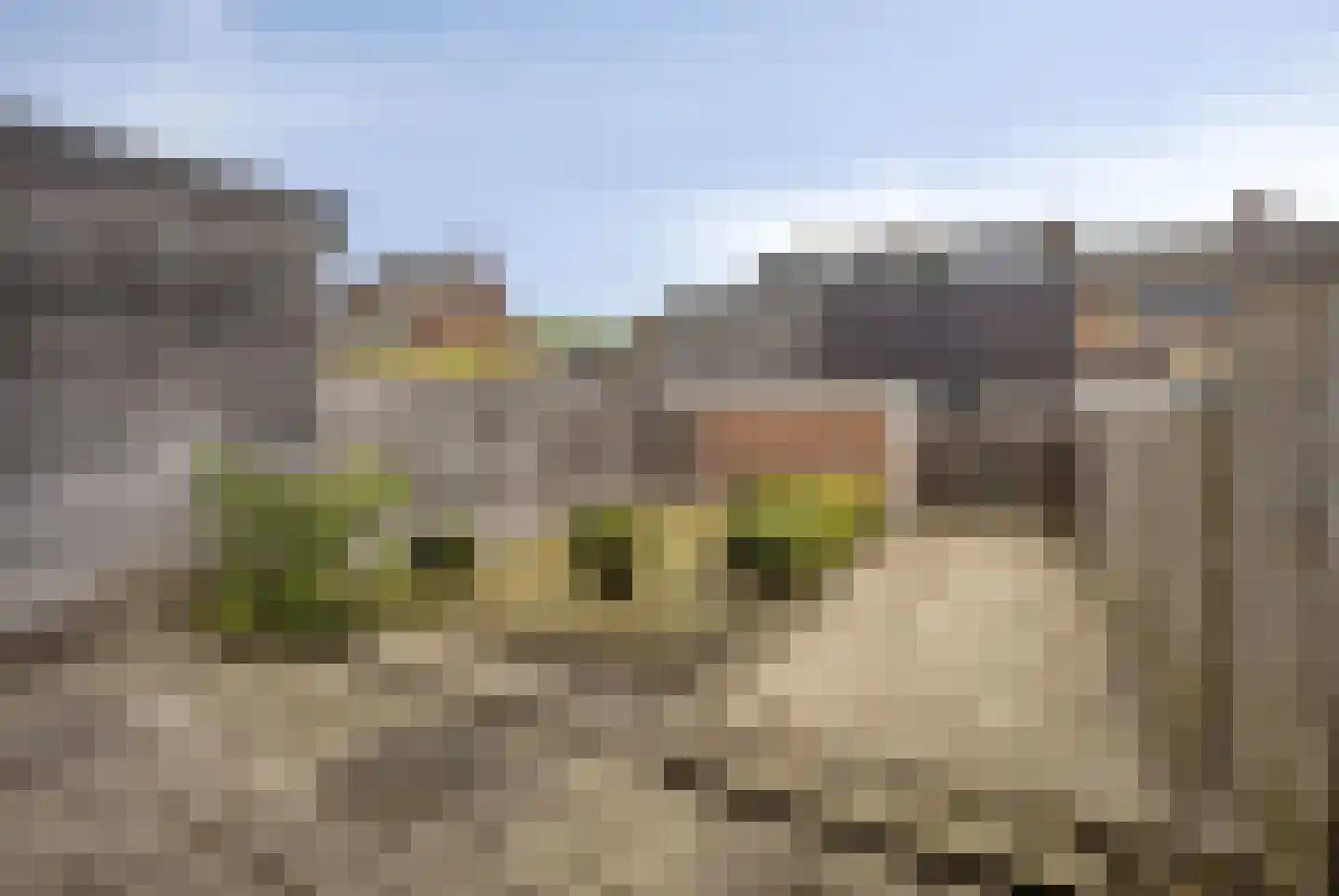 Zilverakkerweg 62 Dieren thumbnail 24
