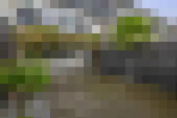 Zilverdistel 11 Rotterdam thumbnail 35