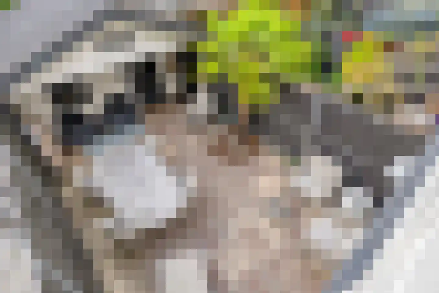 Zilverdistel 13 Rotterdam thumbnail 18