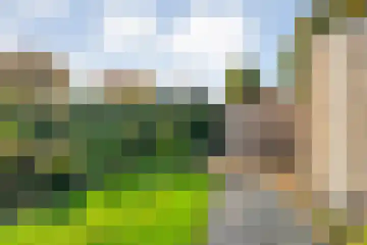 Zilverdistel 2 Hardenberg thumbnail 32