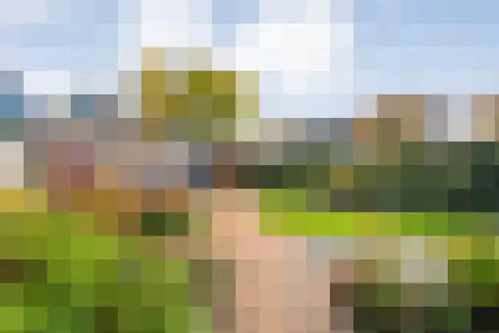 Zilverdistel 2 Hardenberg thumbnail 34