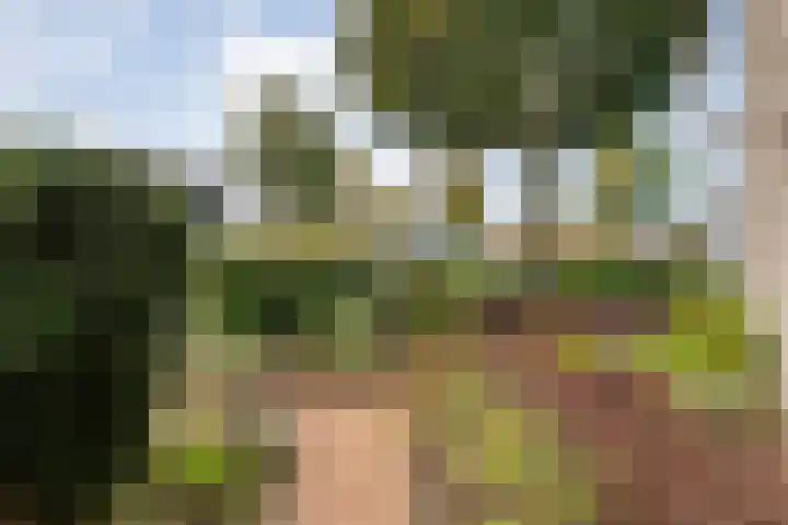Zilverdistel 2 Hardenberg thumbnail 38