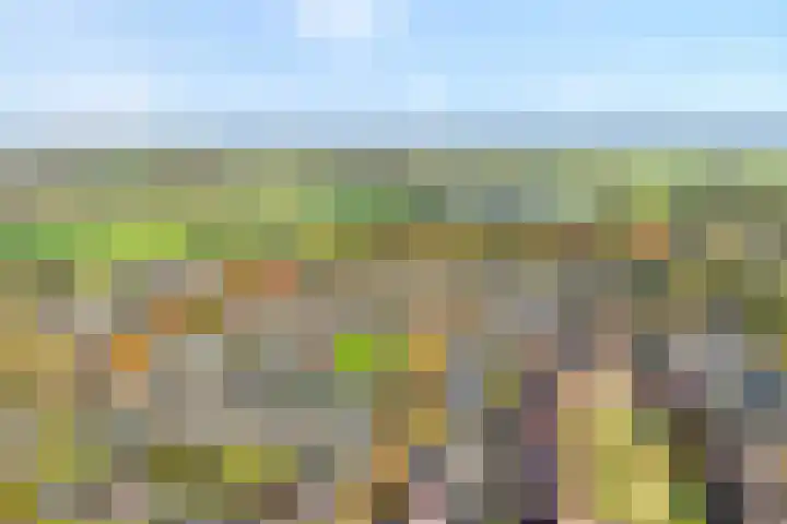 Zilverdistel 2 Hardenberg thumbnail 4
