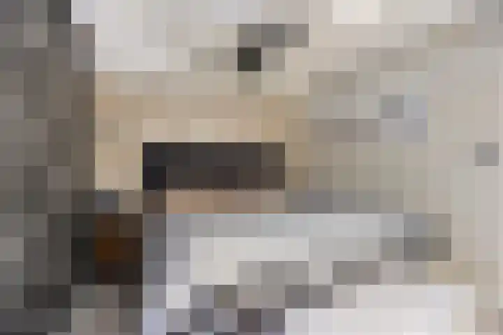Zilverdistel 21 Rotterdam thumbnail 10