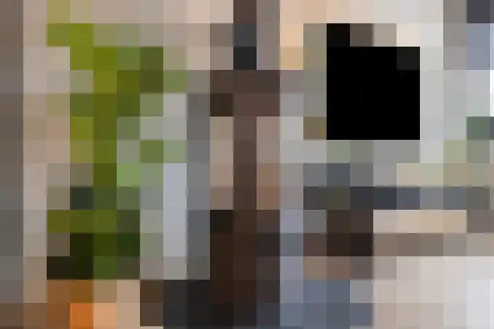 Zilverdistel 21 Rotterdam thumbnail 12