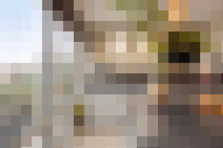 Zilverdistel 21 Rotterdam thumbnail 24