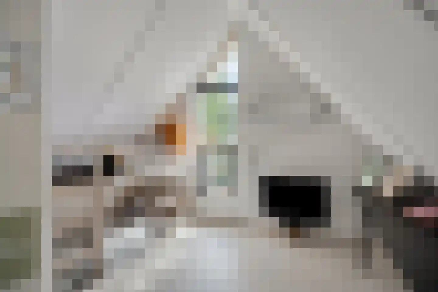 Zilverdistel 23 Hardenberg thumbnail 27