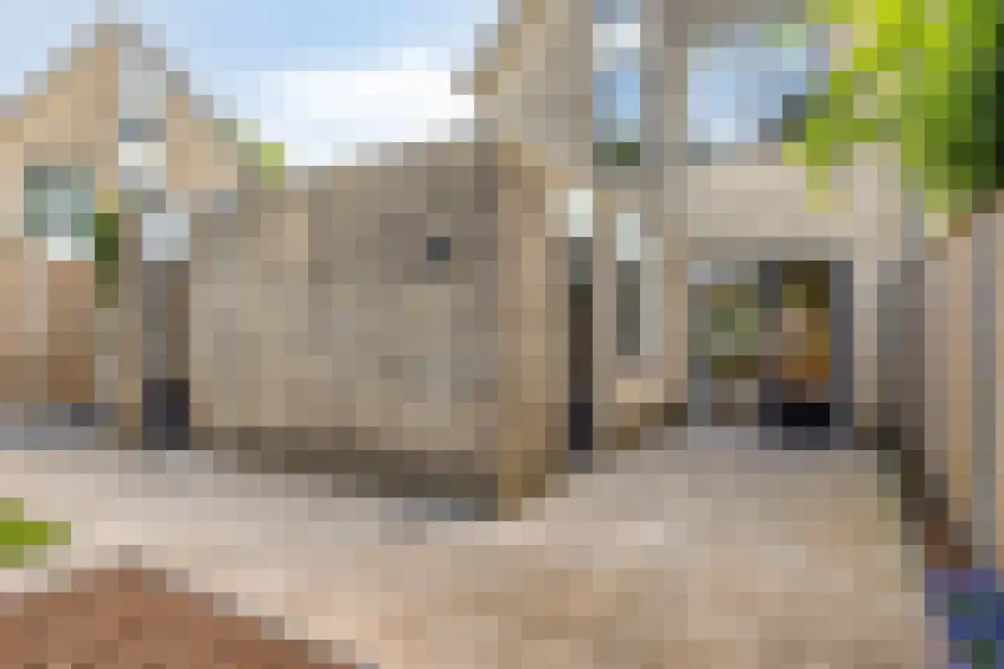 Zilverdistel 23 Hardenberg thumbnail 28