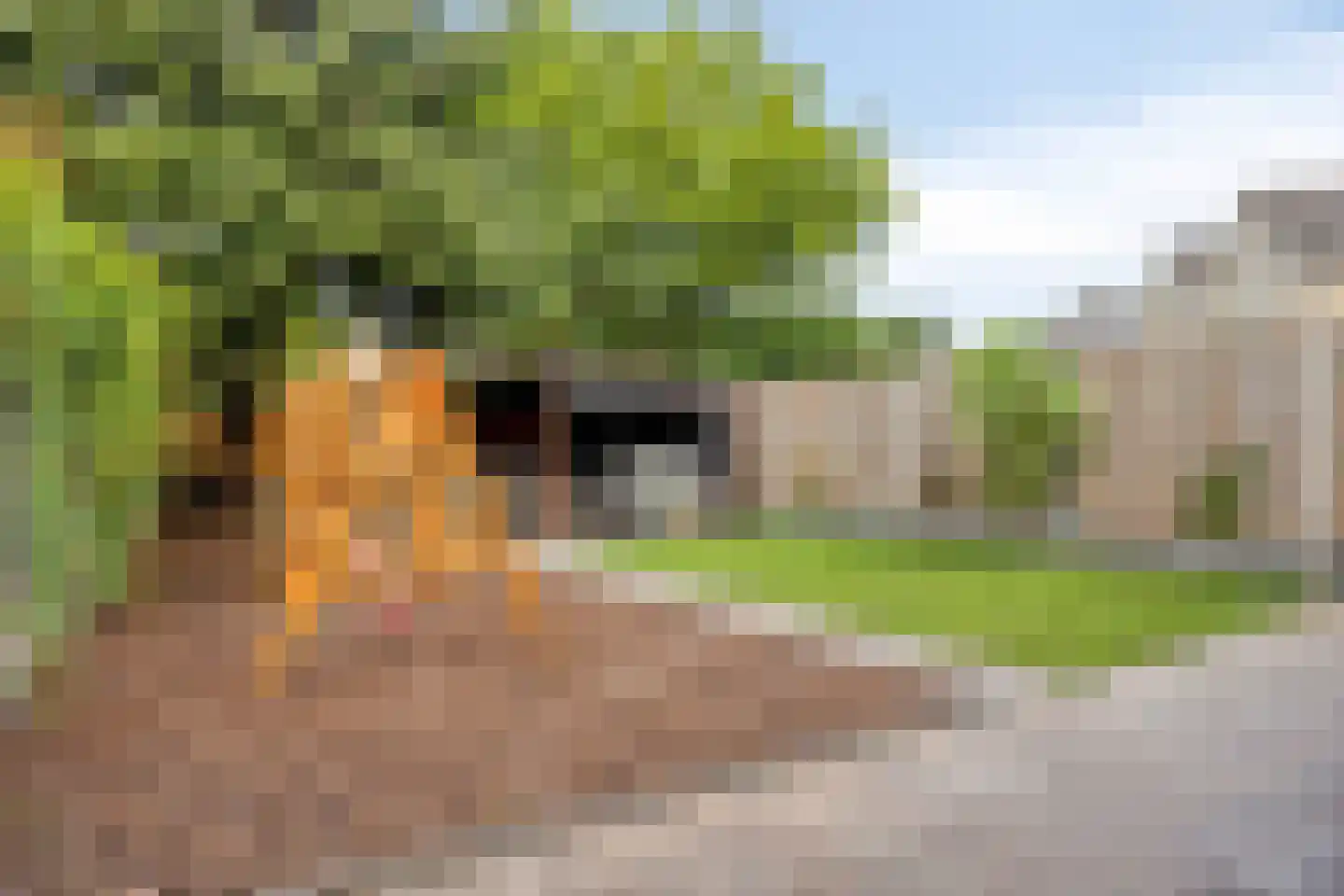 Zilverdistel 23 Hardenberg thumbnail 29