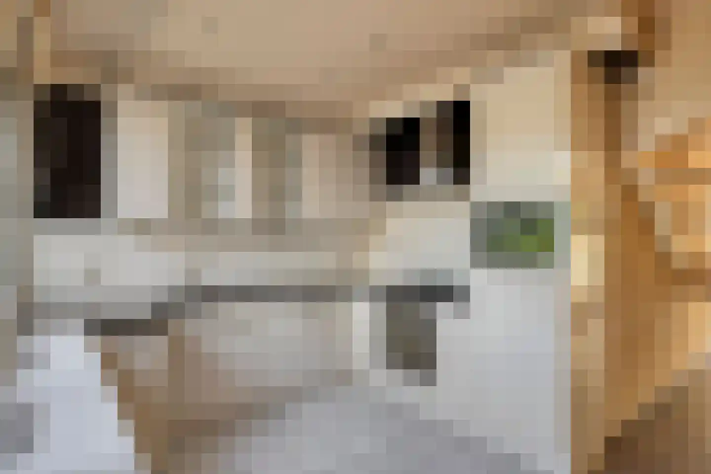 Zilverdistel 24 Rotterdam thumbnail 4