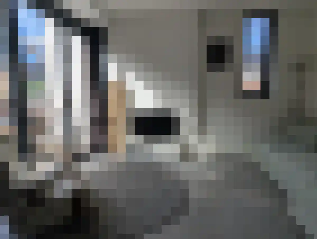 Zilveren Medaillepad 1 Almere thumbnail 6