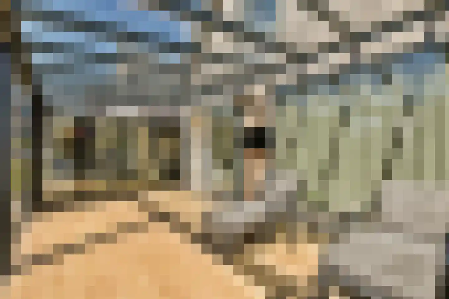 Zilveren Medaillepad 5 Almere thumbnail 13