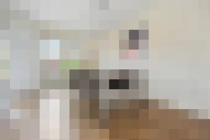 Zilveresdoorn 19 Cuijk thumbnail 6