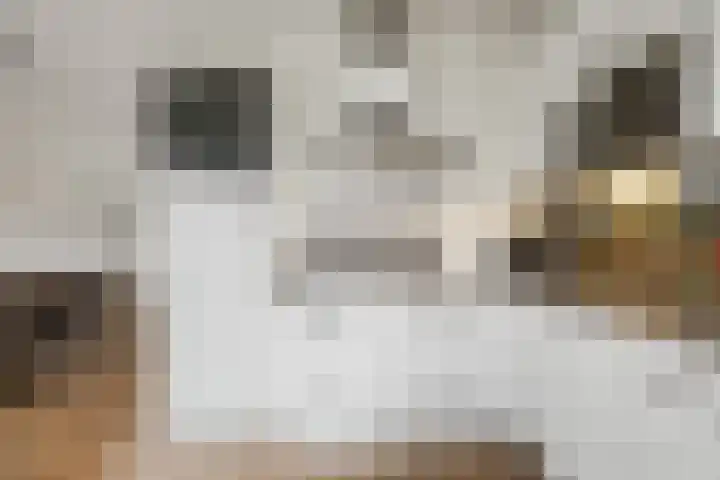 Zilveresdoorn 19 Cuijk thumbnail 8