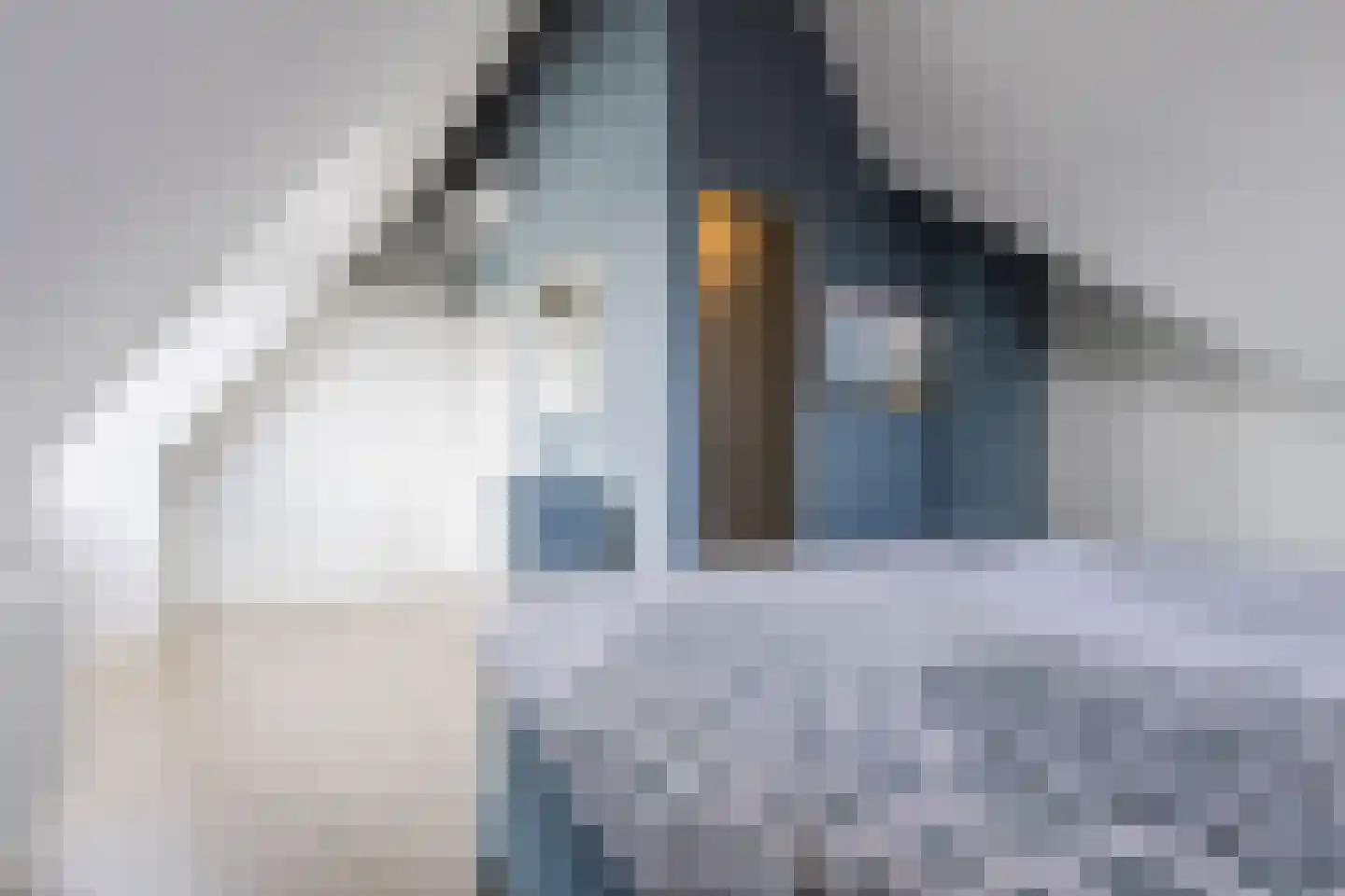 Zilveresdoorn 5 Cuijk thumbnail 31