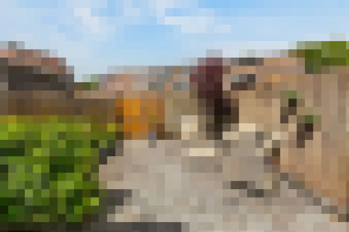 Zilverfazant 13 Nieuwegein thumbnail 11