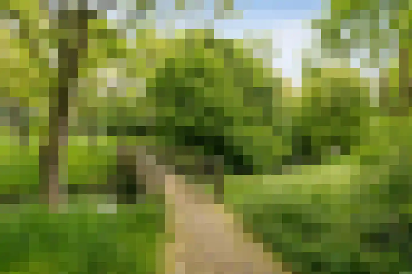 Zilverfazant 13 Nieuwegein thumbnail 31