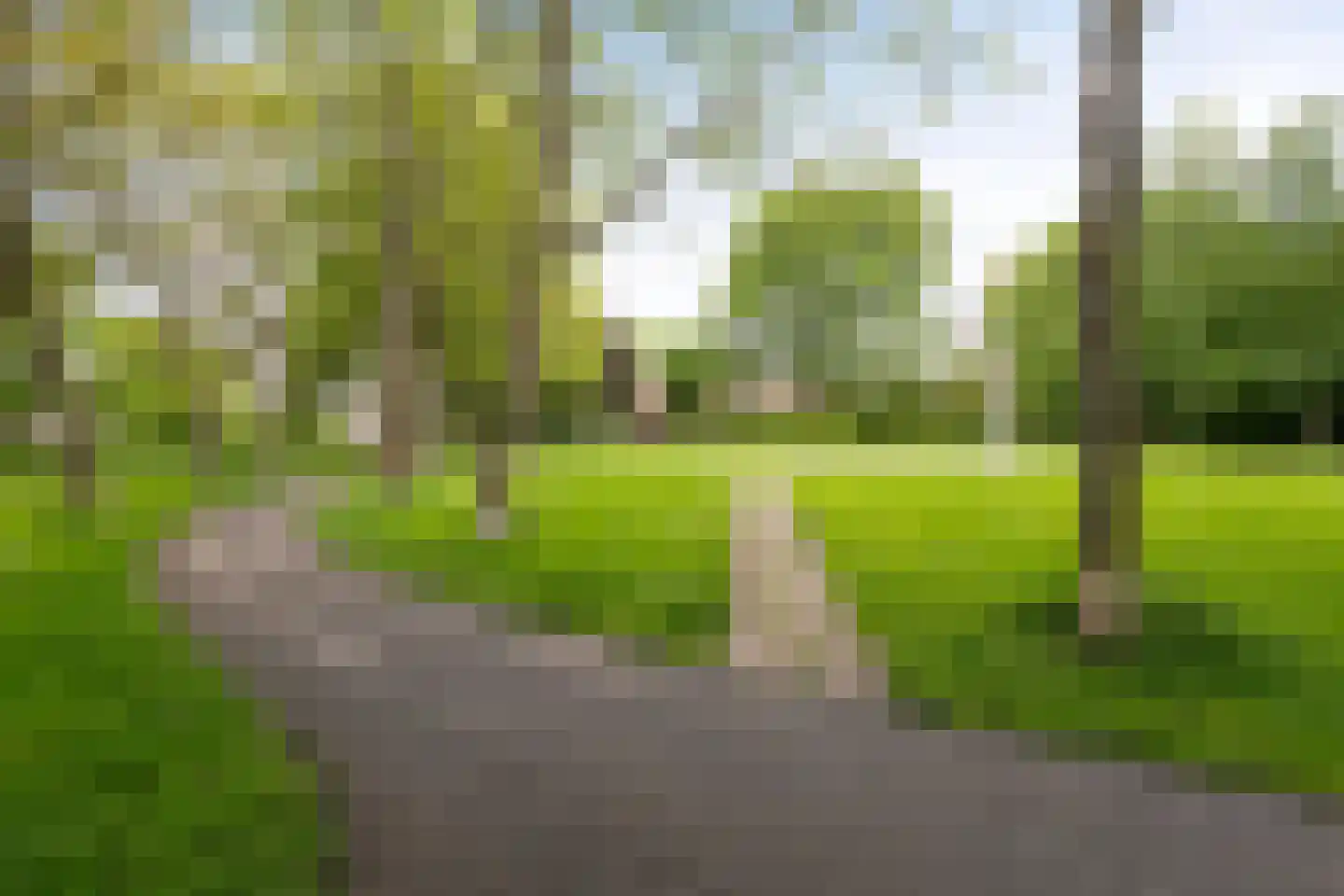 Zilverfazant 13 Nieuwegein thumbnail 32
