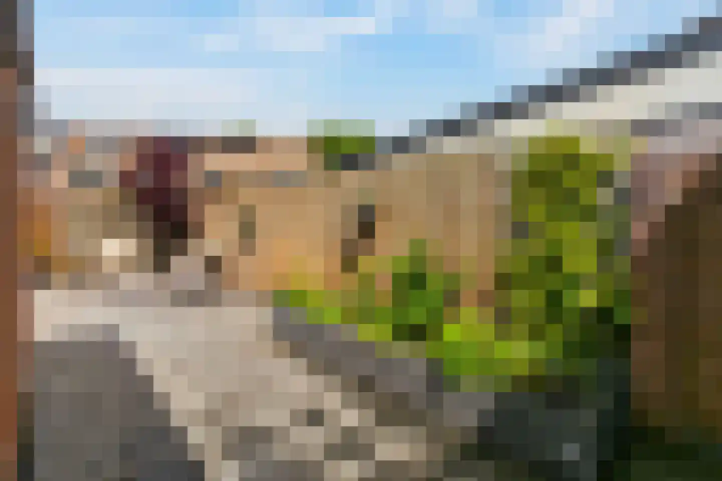 Zilverfazant 13 Nieuwegein thumbnail 9